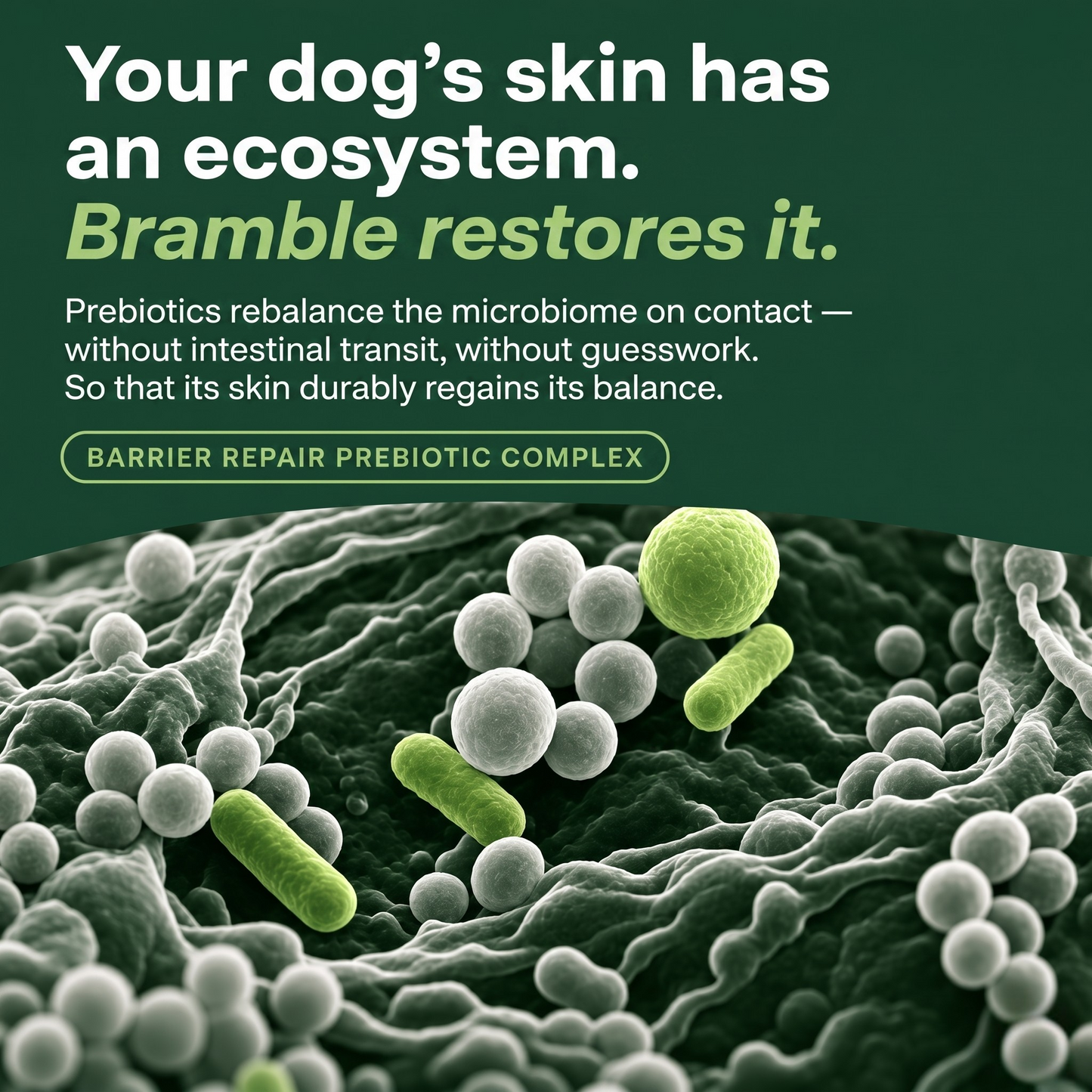 Bramble Protocol – Soothing Spray with Prebiotics